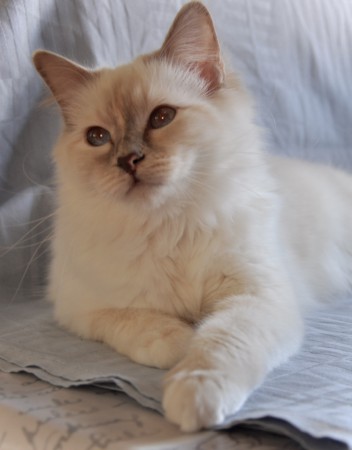 28/3-16 Två CAC på helgens utställning.